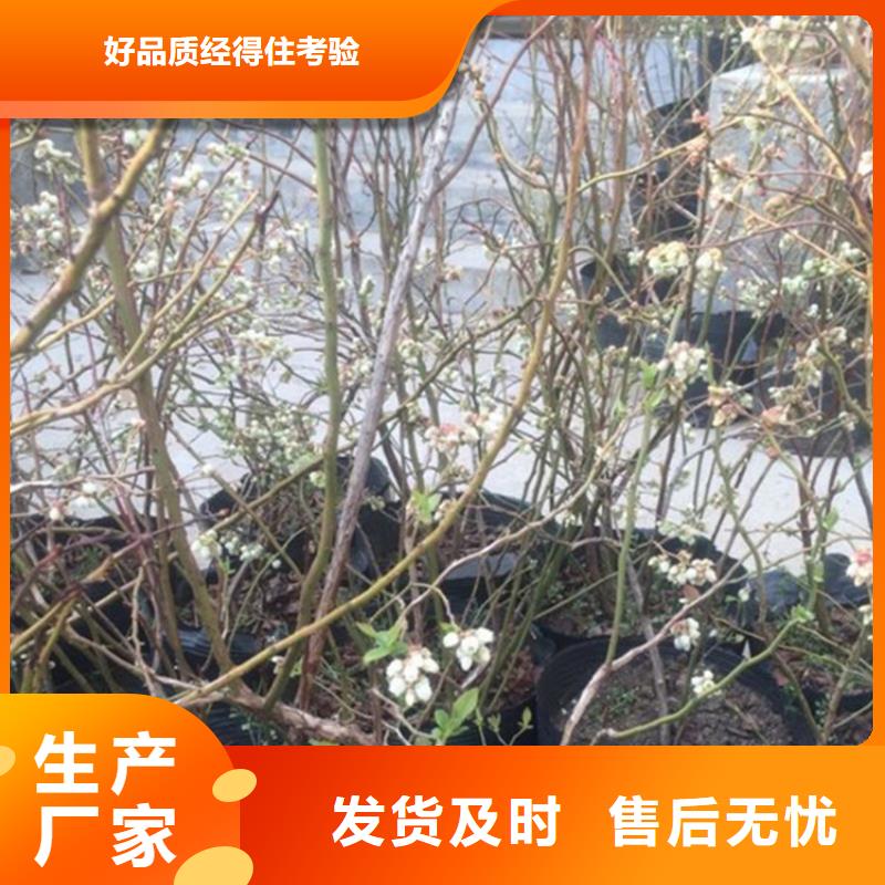 蓝莓苗花椒苗支持定制加工厂家直销省心省钱