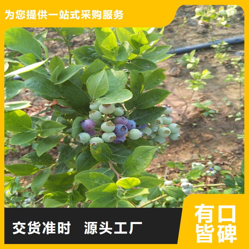 蓝莓苗桃树苗量大从优实拍展现