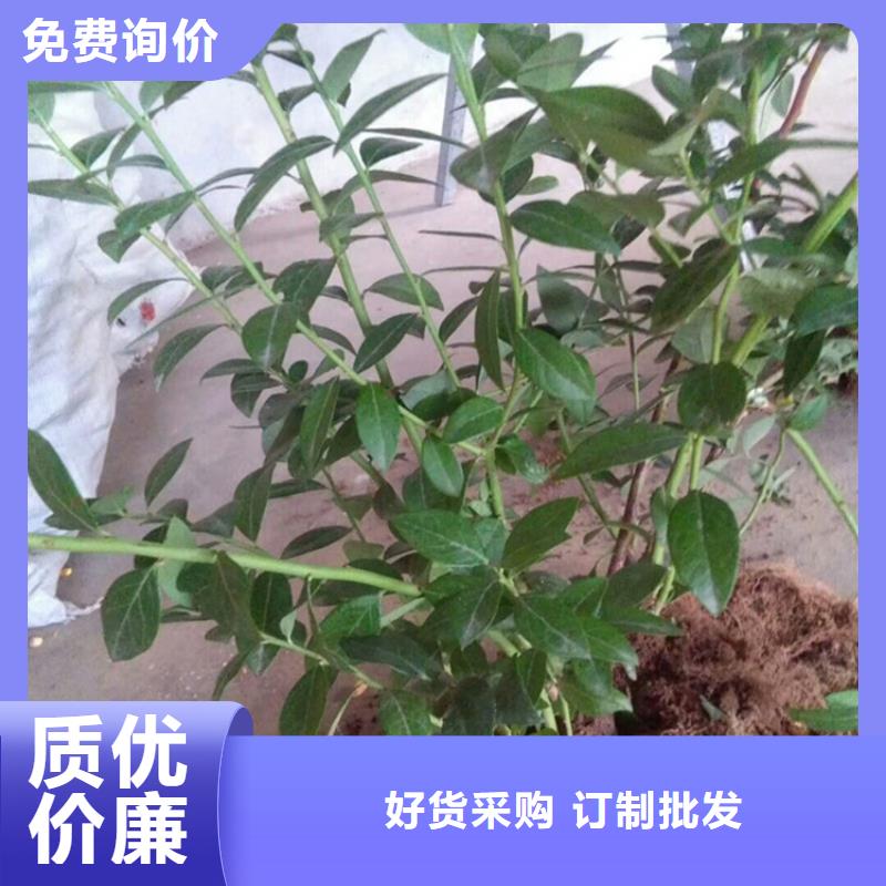 蓝莓苗【苹果苗】多种场景适用把实惠留给您