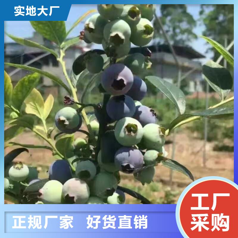 【蓝莓苗石榴树苗拒绝差价】附近品牌