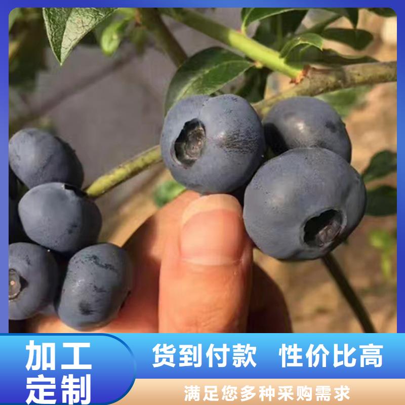 蓝莓苗【蓝莓苗】一手货源满足您多种采购需求