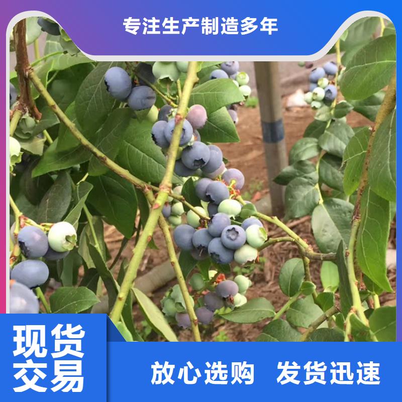 【蓝莓苗桃树苗随到随提】附近服务商