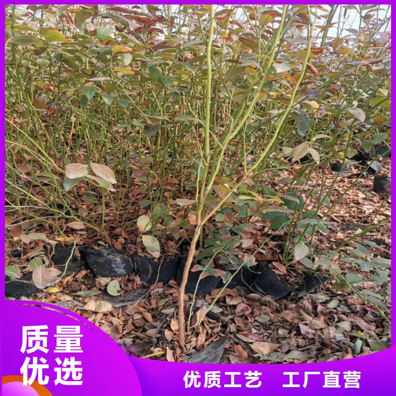 蓝莓苗苹果苗用心经营本地公司