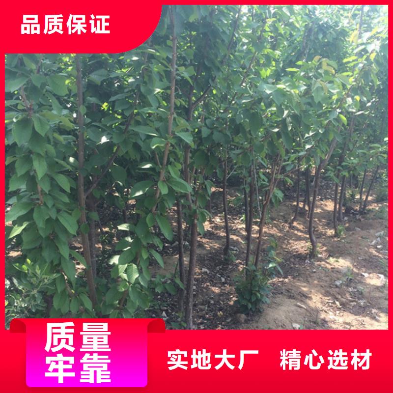 樱桃蓝莓苗源头厂家量大价优附近生产厂家