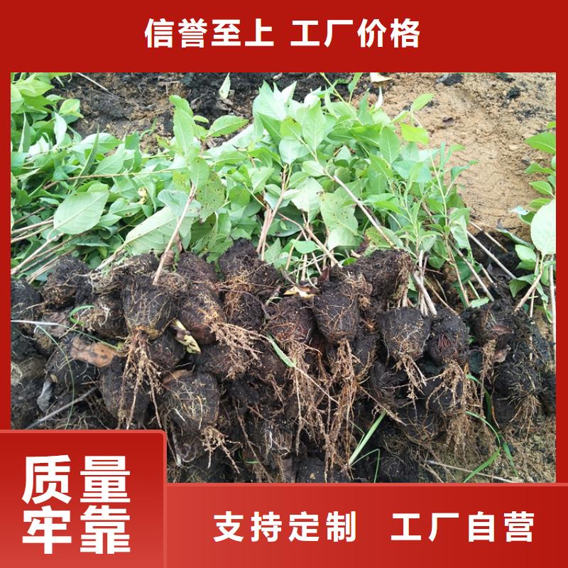 樱桃嘎啦苹果工厂现货供应工厂采购