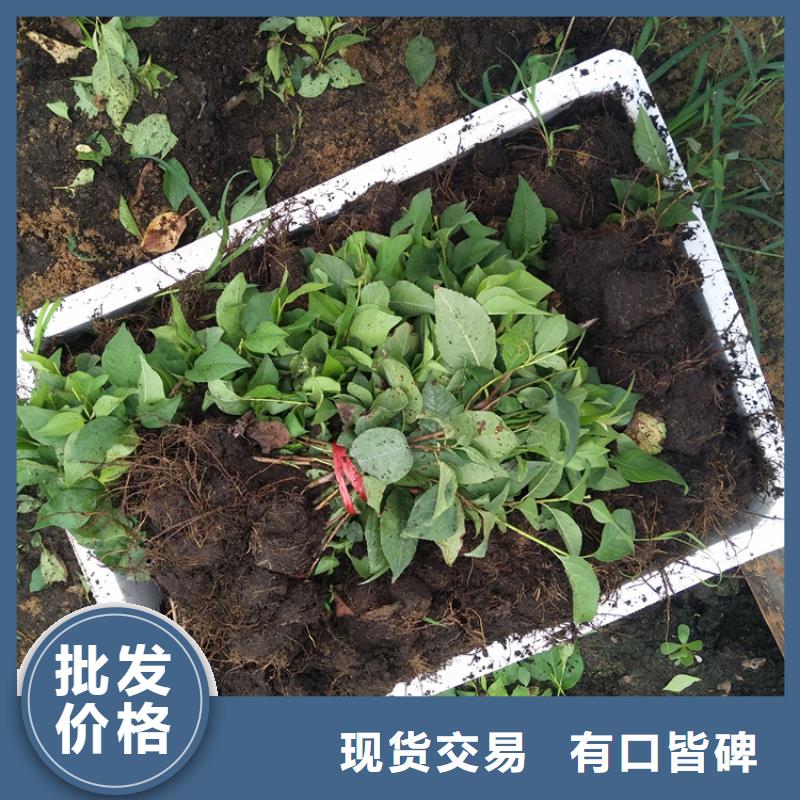 【樱桃】石榴苗厂家直营好品质经得住考验