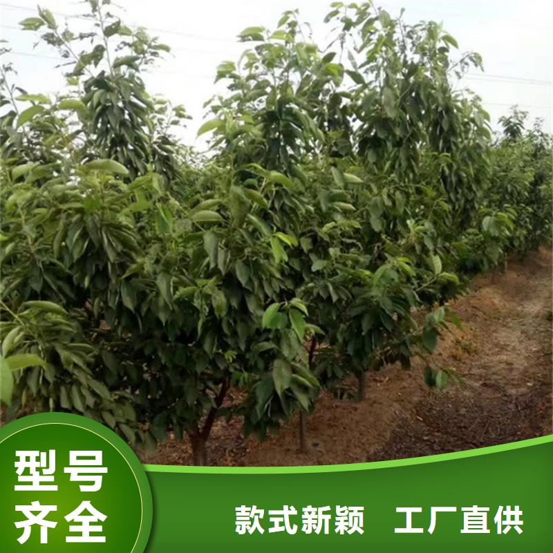 樱桃,梨树苗支持定制加工海量现货直销