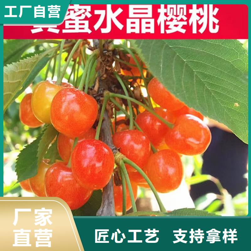 樱桃,石榴树库存量大当地服务商