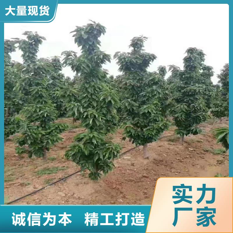 樱桃_【蓝莓苗】生产型一站式厂家