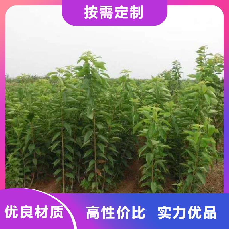 樱桃樱桃苗打造行业品质严格把控每一处细节