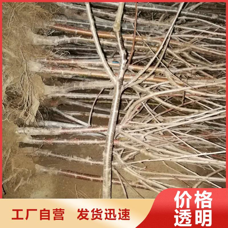 【樱桃蓝莓苗细节之处更加用心】附近制造商