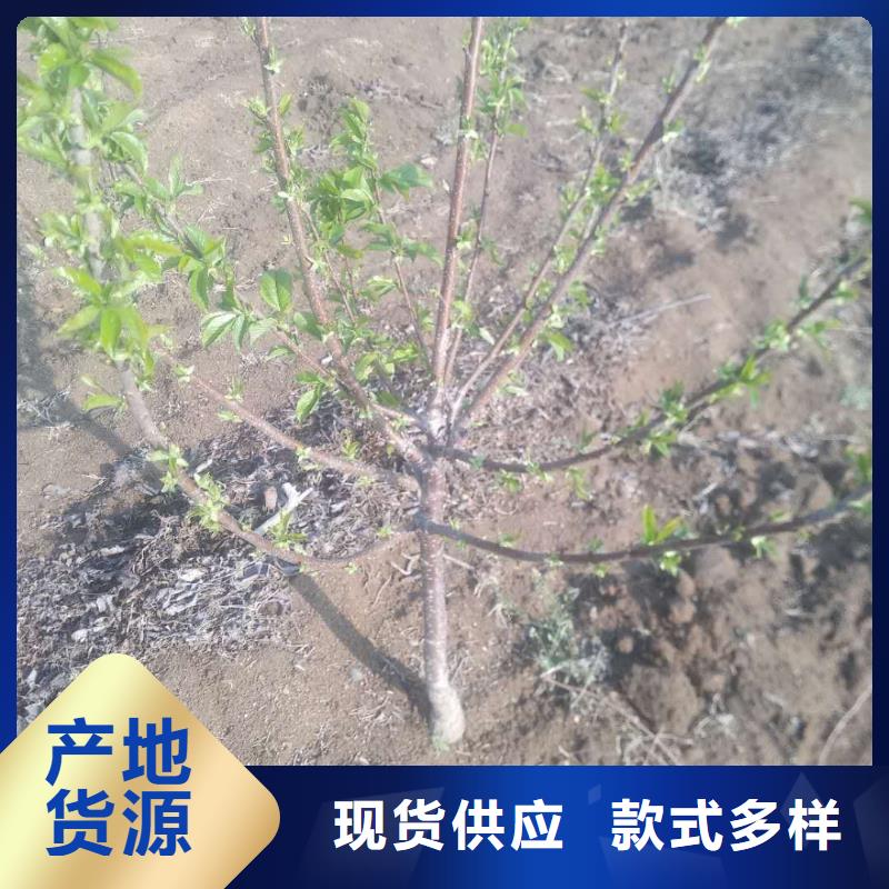 【樱桃苹果苗选择大厂家省事省心】同城品牌