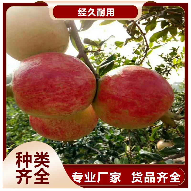 石榴【梨树苗】真诚合作专心专注专业