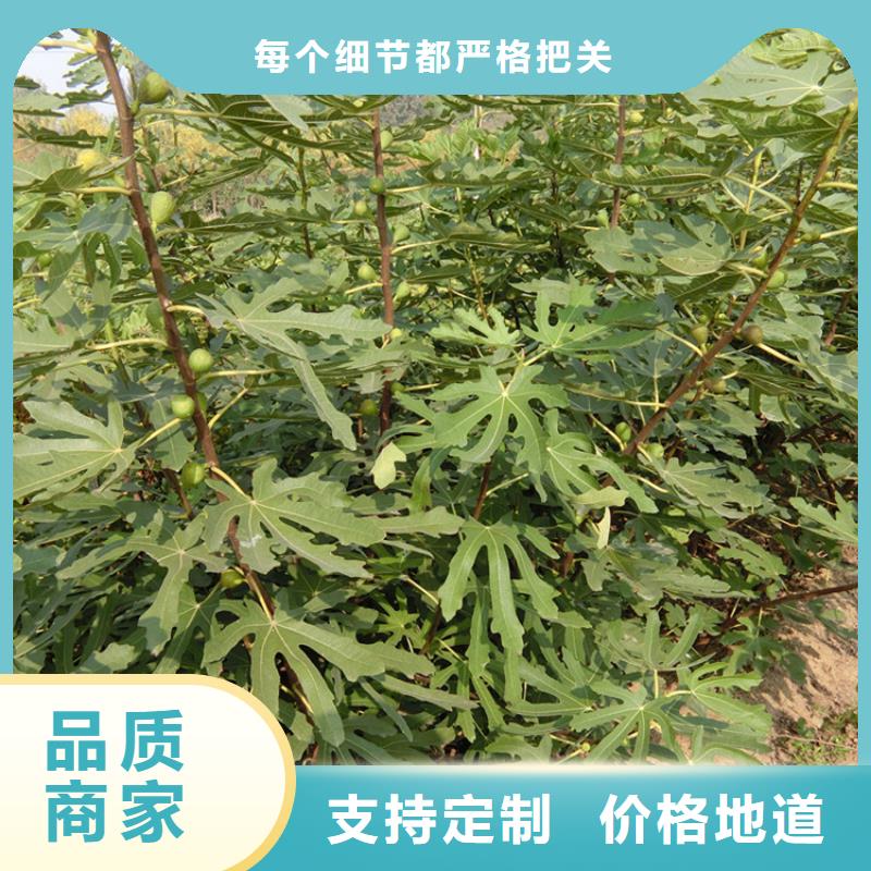 无花果蓝莓苗定制销售售后为一体附近服务商