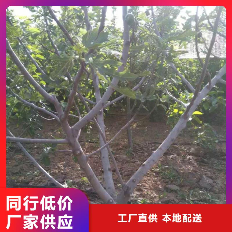 无花果梨树苗质量优价格低当地生产商