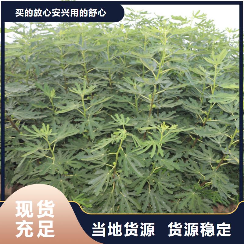 无花果樱桃苗直销厂家产地直供