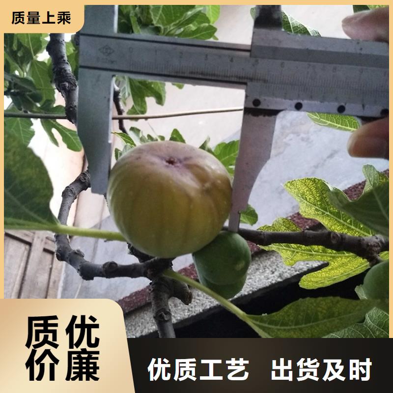 【无花果】红石榴苗基地实拍品质保障批发价格