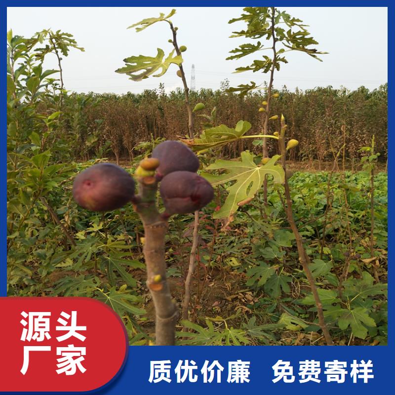 【无花果】蓝莓苗厂家批发价型号全价格低