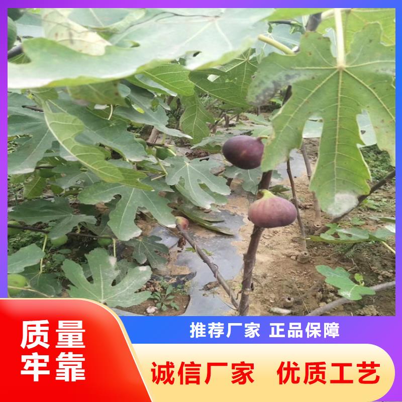 无花果红石榴苗基地现货实拍当地供应商