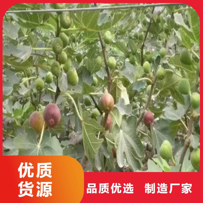 无花果板栗苗每一处都是匠心制作厂家货源稳定