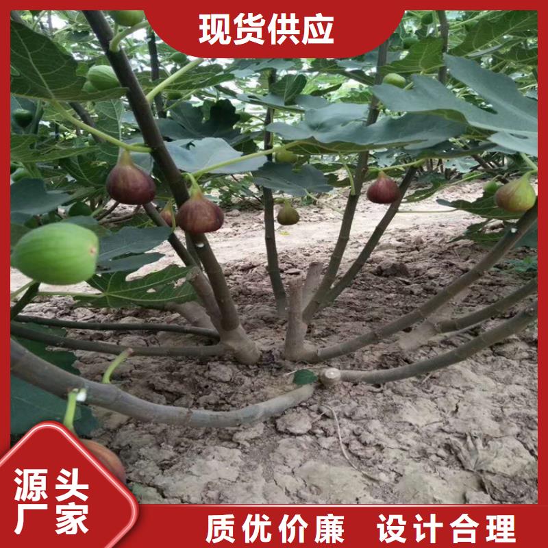 无花果桃树苗甄选好物厂家工艺先进