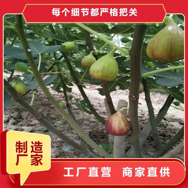 无花果_石榴树苗一站式供应厂家让利客户