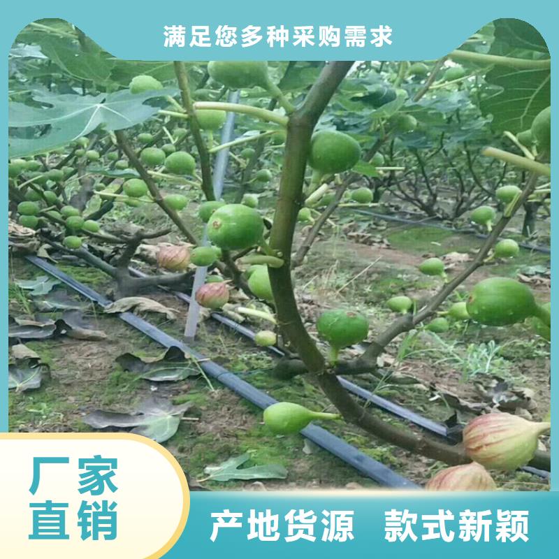 无花果苹果苗库存齐全厂家直供性能稳定