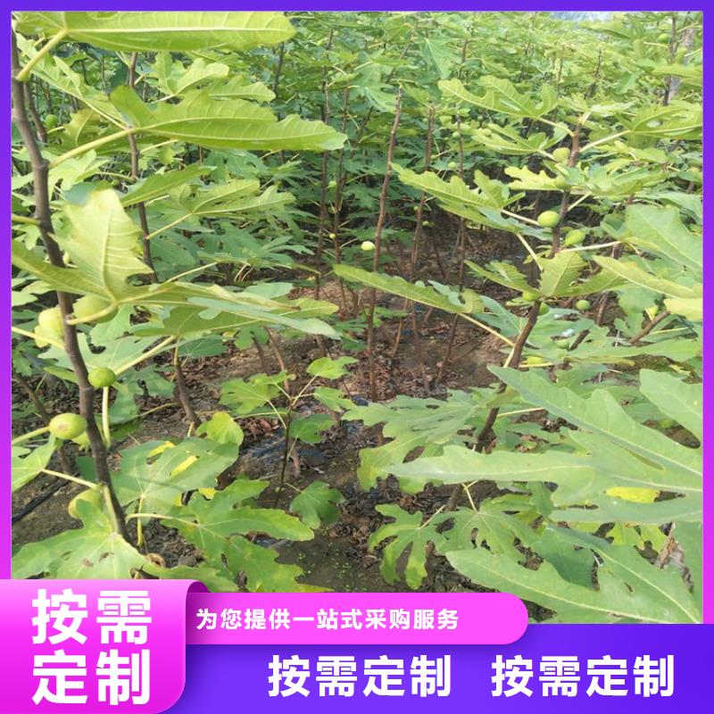 无花果,梨树苗厂家新品品质可靠