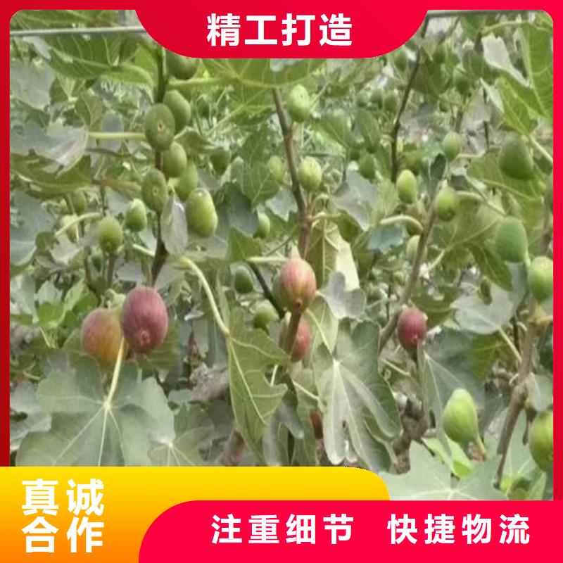 无花果樱桃苗种类齐全当地货源