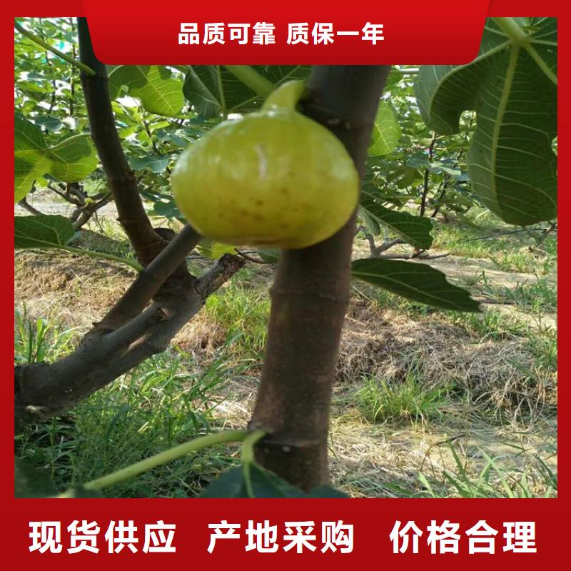 无花果_蓝莓苗实拍展现定金锁价