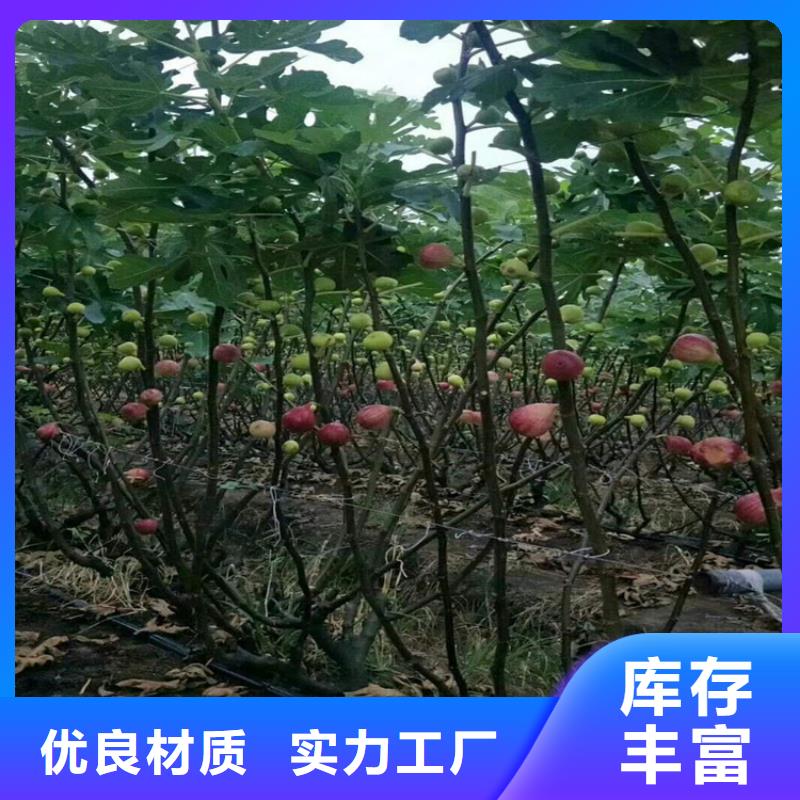 无花果-草莓苗免费寄样买的放心安兴用的舒心