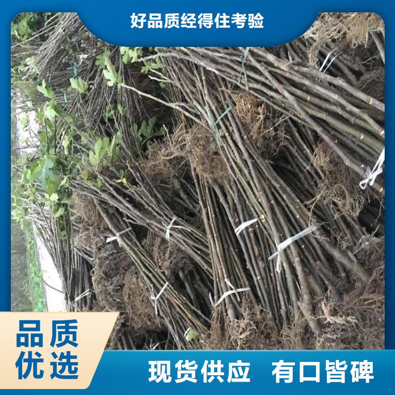 无花果红颜草莓为品质而生产本地货源