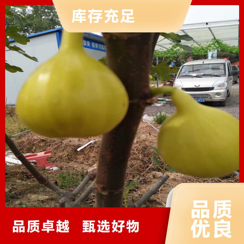 无花果_红石榴苗基地匠心打造好品质选我们