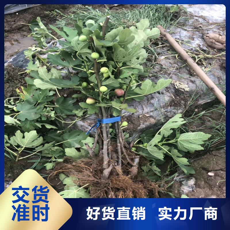 无花果樱桃苗为您精心挑选精挑细选好货