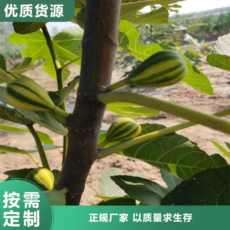 无花果无花果苗专业设计对质量负责