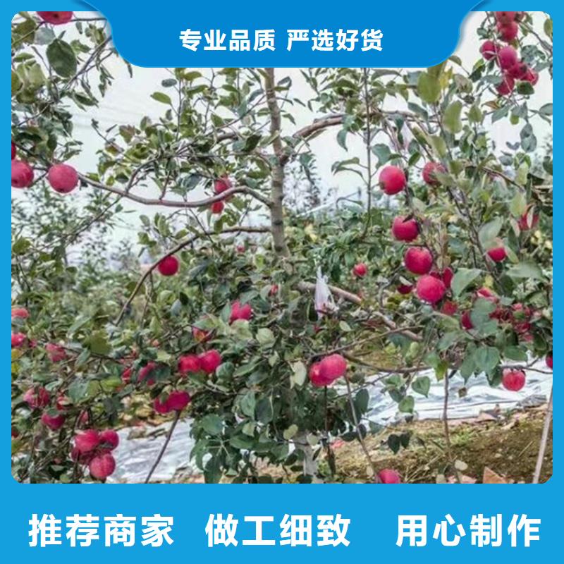 苹果桃树苗源厂直接供货高质量高信誉