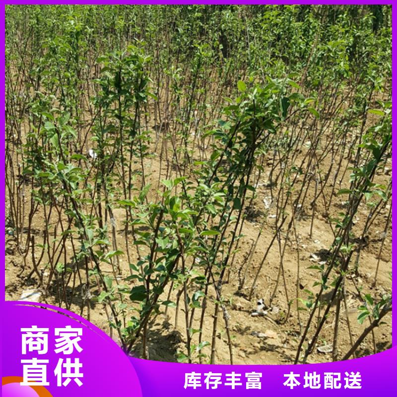 苹果【3公分石榴苗】厂家采购工艺层层把关