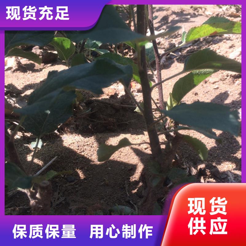 苹果梨树苗价格实惠当地厂家