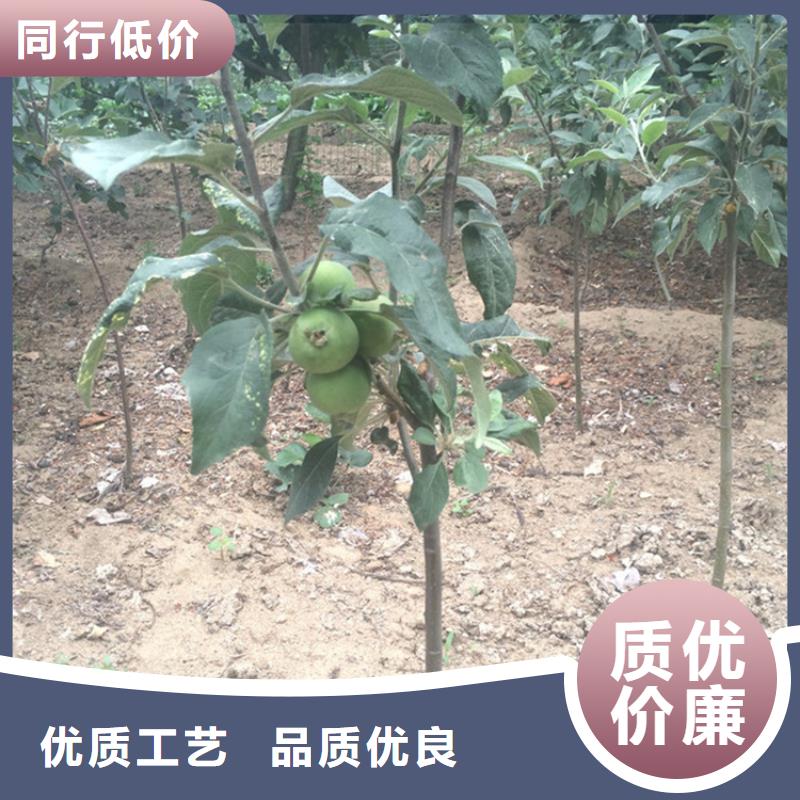 苹果樱桃苗敢与同行比价格直销厂家