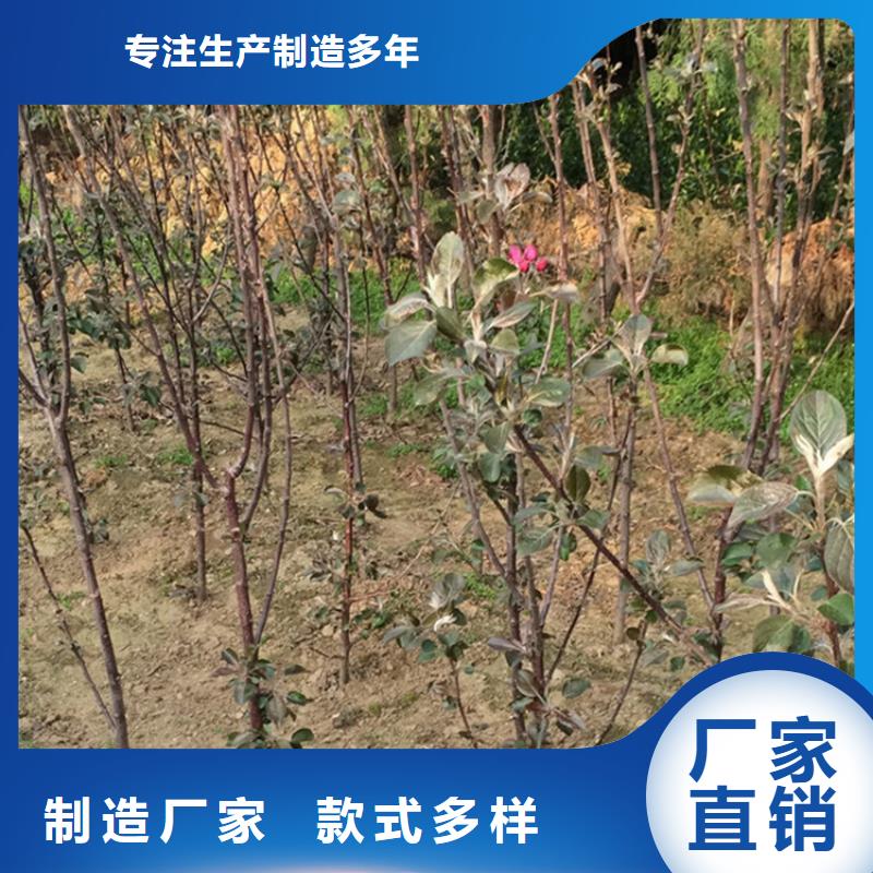 苹果蓝莓苗全品类现货从源头保证品质