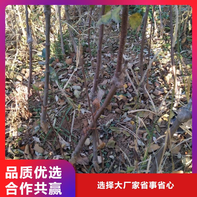 苹果-杏树苗工厂现货供应质量无忧