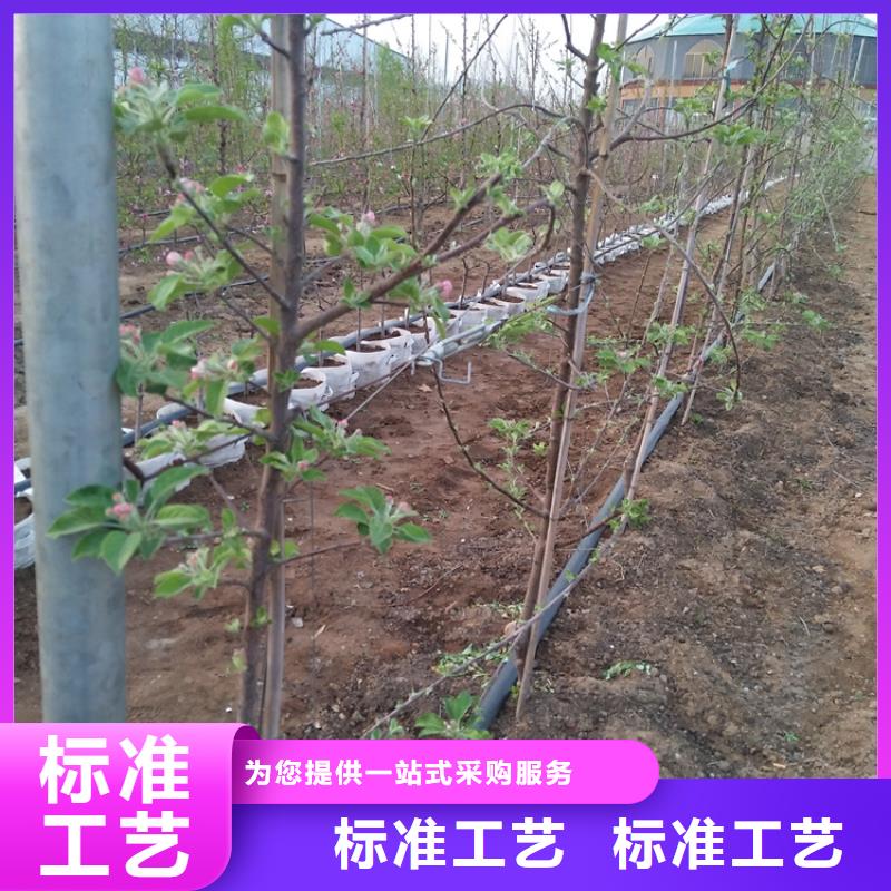 苹果樱桃苗质优价保本地制造商