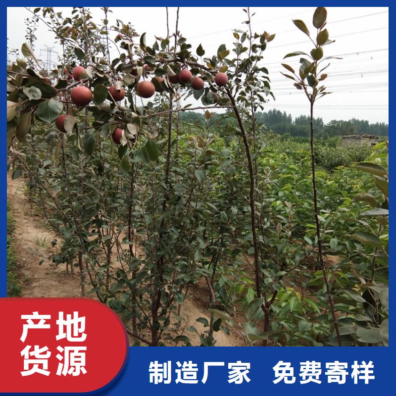 苹果苹果苗精致工艺技术先进