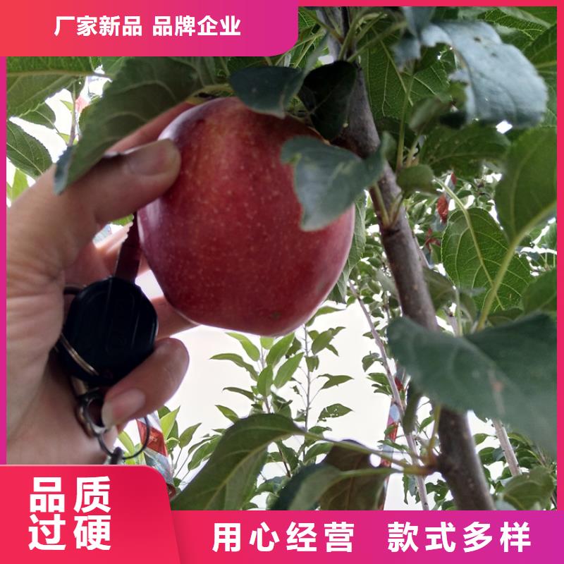 苹果梨树苗货到付款当地生产商