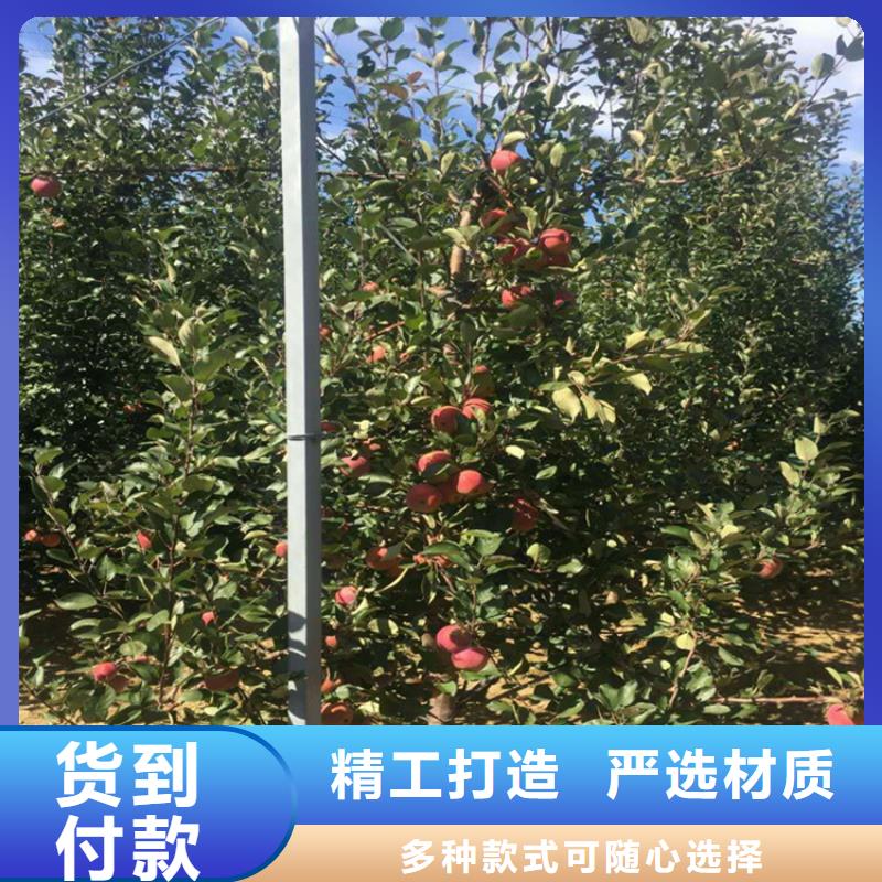 苹果无花果苗快捷物流为品质而生产