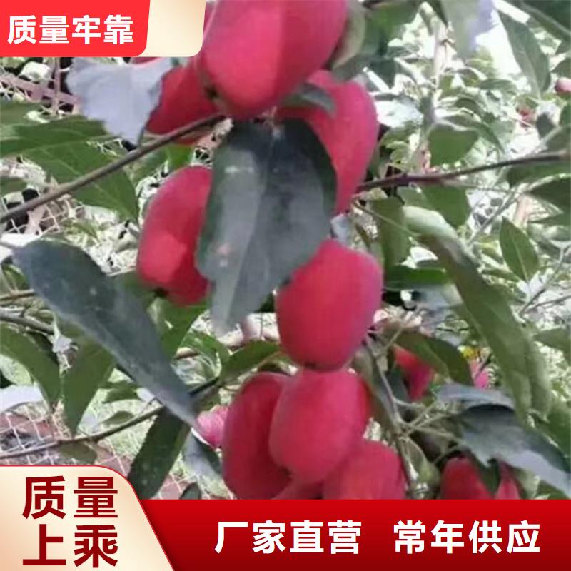 苹果樱桃苗厂家采购附近厂家