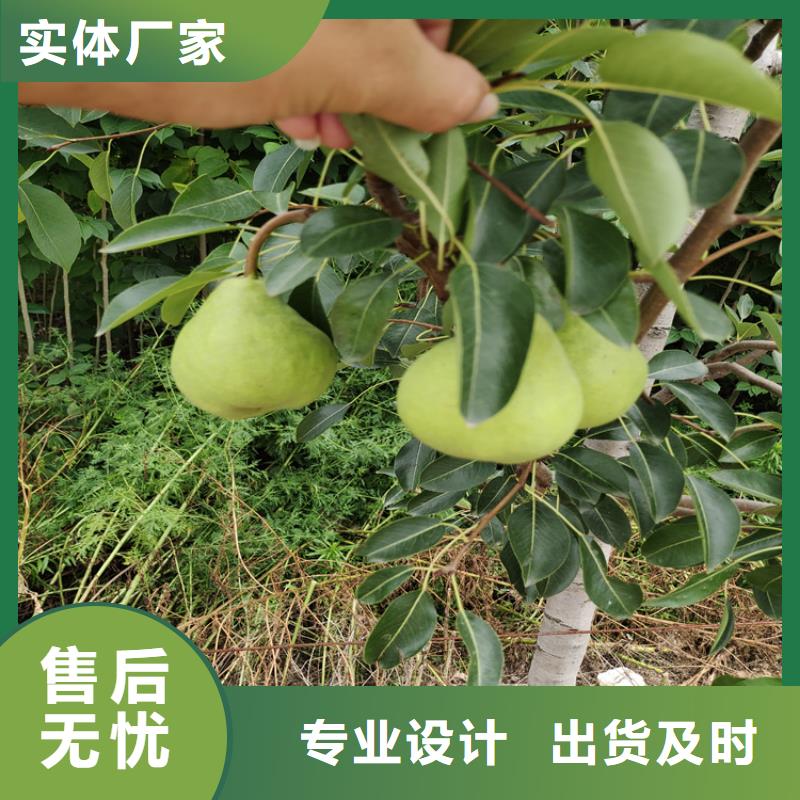 【梨树苹果苗实地大厂】同城经销商