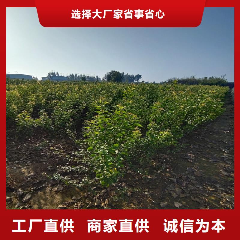 梨树无花果苗细节严格凸显品质本地生产商