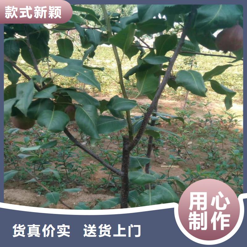 梨树-草莓苗让利客户同城生产厂家