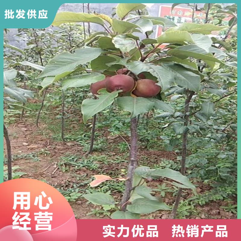 【梨树】梨树苗厂家大量现货当地经销商